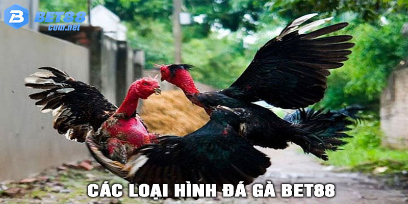 Các Loại Hình Đá Gà Thường Gặp Trên Bet88