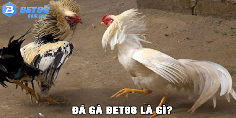 Đá Gà BET88 Là Gì?