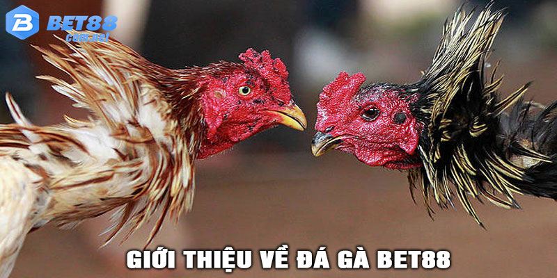 Giới Thiệu Về ĐÁ GÀ BET88